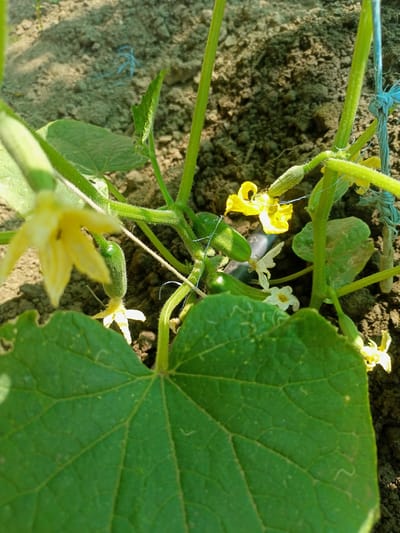 The image shows a close-up of cucumber plants growing in what appears to be a garden or farm. The main subjects are several young cucumbers, some with flowers still attached, and their green, veined leaves. The plants are supported by green stalks and are intertwined with a thin blue string, suggesting they are being trellised. The background consists of dark soil with some lighter patches and texture.

Several yellow cucumber flowers are visible, some in bloom and others wilting. Tiny, green cucumbers are emerging from some of the flowers. One large, prominent green leaf fills a significant portion of the foreground, showing its intricate vein pattern. In the background, a hint of a light-colored object, possibly a piece of debris or another plant, is visible. The overall scene depicts the growth and development of cucumber plants.

The lighting suggests it is daytime, with sunlight casting shadows and highlighting the texture of the soil and leaves. The natural setting implies an outdoor environment. There is no visible text in the image. The context of Salhany, Ukraine, places this scene within a specific geographical location.