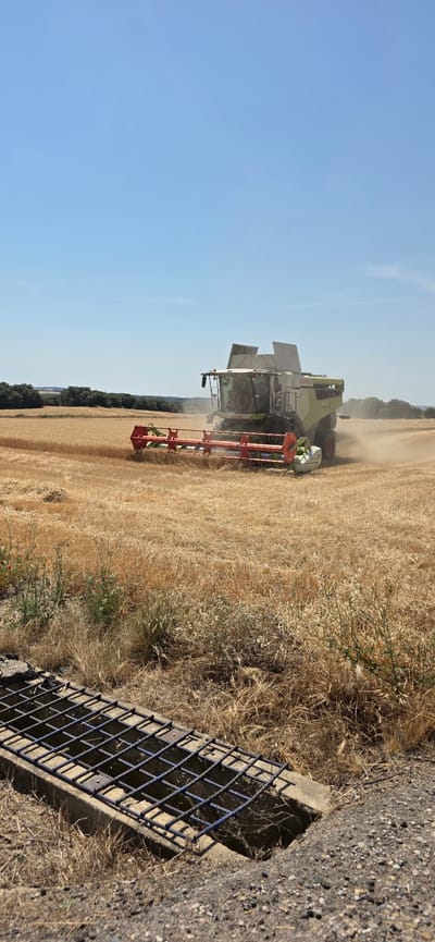 The image depicts a combine harvester in action, harvesting a dry, golden field of crops under a clear, bright blue sky, suggesting a sunny day. The combine, a large agricultural machine, is a prominent object in the scene, with its harvesting head lowered and actively engaged in cutting the crops. Dust is visible rising from the rear of the combine, indicating its work and the dry conditions. The field appears to be ripe for harvest. In the foreground, a concrete structure with a metal grate covers an opening, possibly a drain or culvert, situated at the edge of the field. The surrounding vegetation is dry and wispy, consistent with the harvest season. The overall scene conveys a sense of agricultural activity and the culmination of a growing season. The location is identified as Angüés, Spain. There is text visible on the combine which reads "CLAAS".