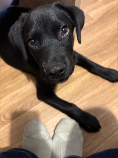 A black puppy is positioned on a light-colored wooden floor, looking directly up at the viewer. The puppy has dark fur, light brown eyes, a wet black nose, and visible whiskers. Its body is extended on the floor. At the bottom of the frame, a pair of human feet are visible, wearing white socks with a patterned texture and dark blue lower garments, likely jeans. The feet are oriented towards the puppy. The background includes a darker, indistinct area, suggesting an indoor environment. This scene is located in a city of Plasencia, Spain.