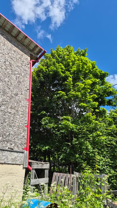 This image depicts an outdoor scene with a focus on a building's roof and a large tree against a bright blue sky with scattered white clouds. The building's roof has a reddish-pink edge and is covered with what appears to be oriented strand board (OSB). A bright red gutter system is visible along the edge of the roof.
Dominating the upper portion of the frame is a large, lush green tree with dense foliage. Its leaves are brightly lit by sunlight, suggesting it's a sunny day. Behind the tree and to the right, there are stacks of wooden pallets and other rustic wooden structures, possibly part of a shed or outdoor storage area. Some white flowering plants are growing around these structures.
The overall impression is one of a rural or semi-rural setting, likely during daytime given the bright sunlight and clear sky. The lack of people suggests the image is focused on the environment and structures. The lighting and vibrant green of the tree indicate a warm season, likely spring or summer. The location context provided is Mashezero, Russia, which fits the rustic and natural aesthetic of the image. There is no visible text in the image.