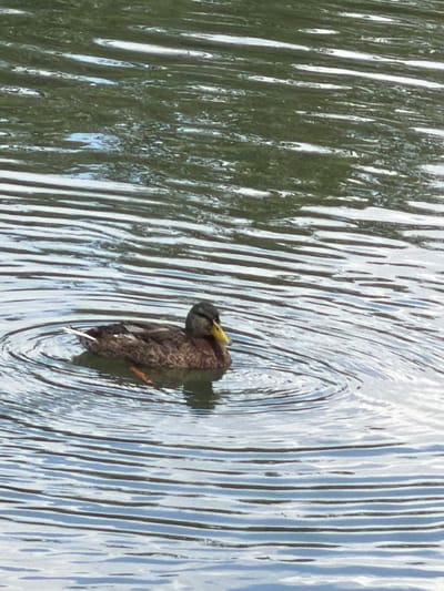 A lone mallard duck swims in a body of water, creating ripples around itself. The duck, facing right, has brown and black speckled plumage, a dark head, and a yellow beak. The water's surface is characterized by horizontal lines caused by the ripples and reflections of what appears to be foliage from above. The environment is natural and appears to be an outdoor setting, possibly a pond or lake. There are no people or man-made structures visible in the frame.