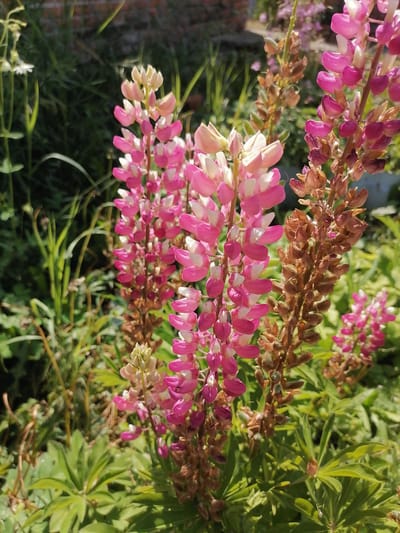 This is a close-up, eye-level, outdoor photograph of pink and white lupine flowers in bloom. The flowers are arranged in tall, spike-like clusters. Some of the flowers are fully bloomed, while others are still developing or have begun to dry out, evidenced by brown seed pods. The foliage of the lupine plants, characterized by palmate leaves, is visible in the foreground and background, appearing a vibrant green. In the blurred background, hints of other vegetation and a brick structure are discernible. The lighting suggests it is a sunny day, with distinct shadows and highlights on the flowers and leaves. The image captures a natural, garden-like setting.