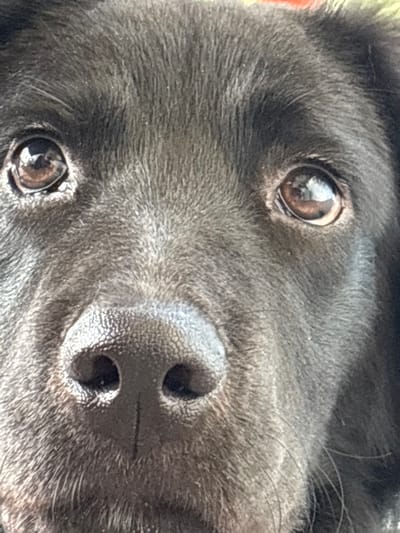 This image is a close-up, head-on photographic depiction of a black dog, centered on its face, specifically its eyes and nose, located in Ciudad de la Costa, Uruguay. The subject is a domestic dog, exhibiting dense, short, dark, likely black fur. Both of its dark brown eyes are clearly visible, each containing a distinct, bright reflection from an external light source. The dog's black, textured nose with prominent nostrils is positioned centrally at the bottom of the frame. The fur on the dog's face shows some scattered lighter specks. The background is rendered in a soft, out-of-focus blur, with a reddish-orange area discernible in the upper section. The dog's direct gaze is fixed forward. No human subjects or discernible environmental details beyond the dog's immediate vicinity are present.