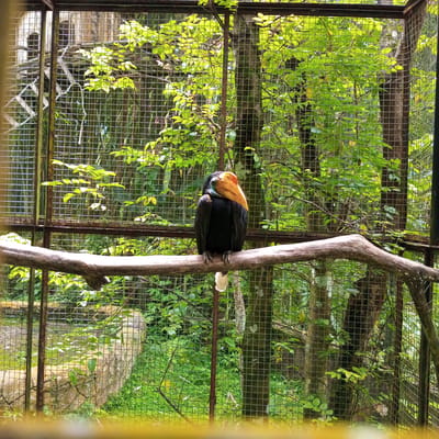 A dark-feathered toucan with an orange beak and a blue ring around its eye sits on a thick wooden branch within a metal cage. The cage is surrounded by lush green foliage and trees, suggesting an outdoor enclosure in a naturalistic setting. The background shows more trees and plants, and a hint of a rocky landscape or structure within the enclosure. The light suggests it is daytime, with sunlight filtering through the leaves and casting dappled shadows. The overall impression is that of an exotic bird in a zoo or wildlife park environment. The image is taken from a slightly low angle, looking up at the toucan. The location is identified as Durin Serugun, Indonesia.