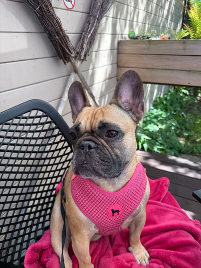 A fawn-colored French Bulldog wearing a pink mesh harness with a dog silhouette emblem on the chest area rests on a black metal mesh chair covered with a pink fleece blanket. The dog is lying down, with its paws extended. The chair is on a light-colored wooden deck. Next to the deck are two bundles of twigs tied together, and green foliage is visible in the background. The image appears to be taken outdoors during the daytime, potentially in Ragaciems, Latvia.
