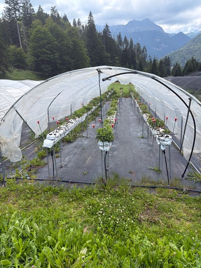 The image shows a hydroponic strawberry farm located in the mountainous region of Sauris/Zahre, Italy. The farm features two long, arched greenhouses covered in white plastic sheeting. Inside the greenhouses, rows of strawberry plants are cultivated in white bags suspended on metal stands. Red stakes are visible throughout the plants. The ground inside the greenhouses is covered with black plastic sheeting. Outside the greenhouses, lush green grass and some clover with white flowers are growing. In the background, a dense forest of evergreen trees covers the slopes of steep mountains, with a cloudy sky overhead. The overall scene depicts a rural agricultural setting in a mountainous landscape.