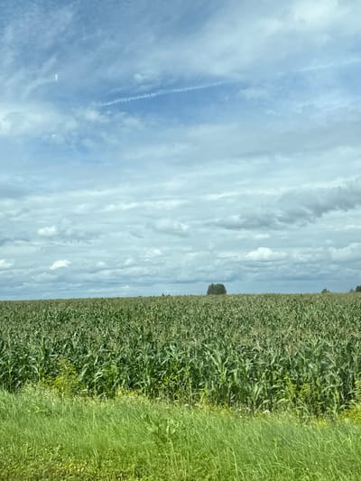 The image shows a vast, green cornfield under a cloudy sky. The corn stalks are tall and densely packed, stretching to the horizon. In the distance, a small cluster of trees is visible, along with a faint tree line. The foreground features a strip of tall, lush green grass, interspersed with small yellow and white wildflowers. The sky is a mix of blue and gray clouds, with some wispy contrails visible. The scene appears to be a rural landscape, likely a farm in or around the city of Ключи, Russia. There are no people or animals visible in the image. The lighting suggests it is daytime, possibly late morning or early afternoon.