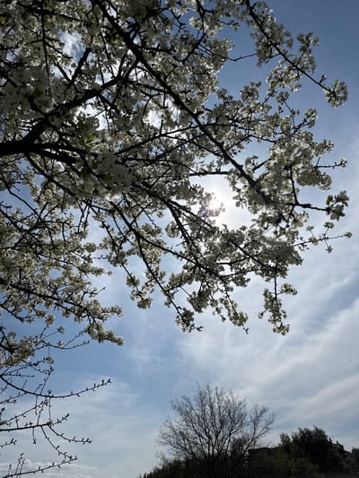 Captured from a low angle, the image depicts a flowering tree against a backdrop of a pale blue sky streaked with wispy clouds. The sun, obscured by the tree's branches and blossoms, creates a lens flare effect. To the upper right, another tree with bare branches is visible. The location is likely Morlupo, Italy, based on the prompt. No people or specific objects are discernible beyond the trees and sky.