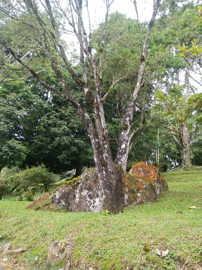 A large, moss-covered rock sits in a grassy clearing beneath tall, bare trees. The trees' trunks and branches are streaked with white. Patches of orange lichen grow on the rock's surface. Lush green foliage fills the background, creating a tranquil, natural scene. The sky appears overcast, casting soft, diffused light on the landscape.