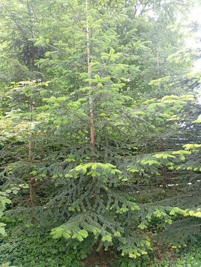 In Nowa Wieś Szlachecka, Poland, a medium shot captures a cluster of coniferous trees, predominantly evergreen, with a dense undergrowth of ivy. The lighting suggests an overcast day, with diffused sunlight filtering through the canopy. The trees display a range of green hues, from deep emerald on older needles to a brighter, almost yellow-green on new growth, particularly evident at the tips of the branches. The central tree, in focus, shows a textured bark, and its branches extend outwards, laden with needles. The surrounding foliage creates a layered effect, with some trees appearing further in the background, partially obscured by their neighbors. The ground is carpeted with vibrant green ivy, its leaves forming a consistent texture. The scene evokes a natural, secluded environment, typical of a forested or parkland area. There are no people or animals visible.
