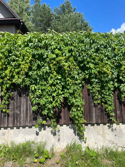 A wooden fence covered in lush green ivy is situated in the city of Турово, Russia. The fence is dark brown and weathered, with vertical wooden planks. A concrete foundation runs along the bottom of the fence, with the ivy cascading down over it. In front of the fence, there is a patch of green grass and some dry soil. The sky above is a clear blue, with a few white clouds visible. Trees and the corner of a house can be seen in the background. The lighting suggests it is daytime, with shadows cast by the ivy onto the fence and concrete. There are no people or animals present in the image.