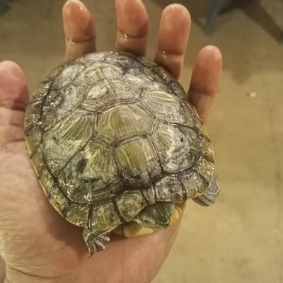 A small, live aquatic turtle, consistent with a Red-eared Slider, is held by a human left hand, palm up. The turtle's carapace, approximately 10-12 cm in diameter, displays distinct green-yellow and dark striped patterns on its scutes, with a notable whitish, possibly mineral or algal, deposit primarily on the central and upper right sections. The shell surface appears wet and reflective. The turtle's head and limbs are partially retracted into its shell, though a portion of its striped head and a clawed forelimb are visible at the lower left edge of the carapace. The hand, with light brown skin, has its fingers slightly curled around the turtle, supporting its weight. The background is a uniformly light-colored, out-of-focus surface, consistent with an indoor floor. This scene is situated in Ketowan, Indonesia.