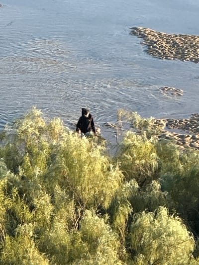 A black bird is perched on a tree branch near the water. The image is taken in Vila Real de Santo António, Portugal. The environment includes water, trees, and branches.