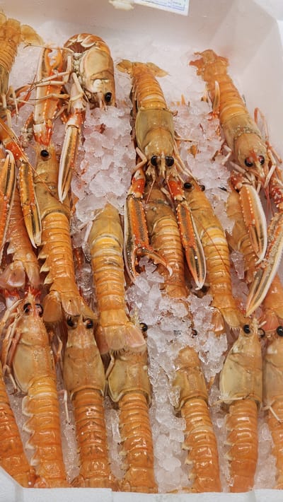 A close-up, high-angle shot shows a bounty of fresh langoustines, also known as scampi, nestled on a bed of crushed ice within a white Styrofoam container. The langoustines are a vibrant orange-pink, with segmented bodies and prominent claws. They are arranged in a dense cluster, with their tails and heads intermingled. The ice is packed around the crustaceans, suggesting they are being displayed for sale in a market or fishmonger's stall. The lighting is bright and even, illuminating the details of the shellfish and the texture of the ice. The overall impression is one of freshness and abundance. The specific location in Latina, Italy, is not discernible from the image itself, but the scene is typical of a seafood market in a coastal region.