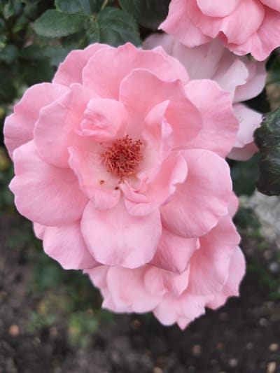 A close-up, eye-level shot showcases the delicate petals of a light pink rose. The rose is in full bloom, with its center revealing a cluster of reddish-brown stamens. Subtle imperfections, such as small brown specks, are visible on some of the petals. The background is softly blurred, with dark green foliage and hints of soil. The overall impression is one of natural beauty and tranquility. This rose is located in Beglatoy, Russia.