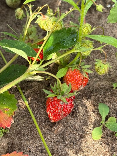 Two ripe red strawberries are prominently displayed in the foreground of this close-up, top-down shot, nestled amongst unripe green strawberries and lush green leaves. The strawberries have visible seeds and appear slightly dusty. One strawberry is to the left and slightly above the other. The plants are growing in sandy soil. Several green leaves of varying sizes, some appearing wet, fan out across the image. A few smaller, lighter green plants are also visible in the soil. The lighting suggests it is daytime, possibly overcast or dappled sunlight, as there are soft shadows on the sand. The scene is natural and appears to be an outdoor garden or field setting. No text is visible in the image.