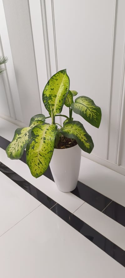 The image shows a potted plant with large, variegated green and yellow leaves, placed in a white, ovular pot. The pot rests on a floor with a striking pattern of alternating black and white diagonal stripes. In the background, a white wall with vertical molding is visible. The scene is clean and modern. The location is not specified in the image or accompanying text.