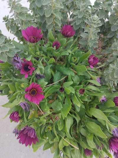 A close-up photographic record of a plant species, specifically a variety of African daisy (Osteospermum or Dimorphotheca), situated in Pyli, Greece. The foreground features numerous dark magenta flowers in varying stages of development. Several blossoms are fully open, displaying distinct purple petals radiating from a dark yellow-orange central disc. Multiple flower buds, characterized by tightly closed, deep purple petals, are intermingled within the foliage. Additionally, some flowers exhibit signs of senescence, with petals appearing faded and slightly wilted. The plant's leaves are green, ovate to lanceolate, and densely clustered. A background plant with smaller, silvery-green, fuzzy leaves is partially visible and out of focus. A light-colored, flat surface, consistent with a wall or ground, is present along the bottom and left edges of the frame. No human figures or objects unrelated to flora are present. No actions or interactions are depicted.