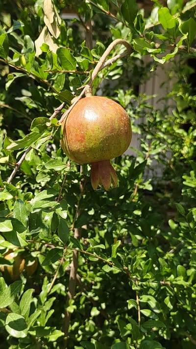 A single, immature pomegranate fruit hangs from a branch of a pomegranate tree, surrounded by lush green foliage. The fruit is round, with a mottled reddish-green skin, and the calyx lobes at its base are visible and pointed. Sunlight dapples the leaves and the fruit, creating highlights and shadows. The background is a blur of more green leaves and possibly a white structure, suggesting an outdoor setting in a garden or orchard. The location is identified as Gulistan, Uzbekistan, implying a warm climate suitable for pomegranate cultivation. There are no people or animals present in the image.