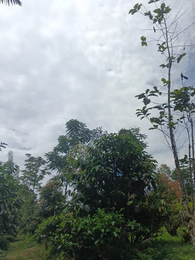 Overcast skies loom above a lush, green landscape. A dense collection of trees and bushes dominates the foreground, with varying shades of green hinting at diverse foliage. A taller, sparsely leaved tree stands to the right. Hints of red-tinged leaves add contrast. The ground is covered in grass, while the distant vegetation fades into a less defined background.