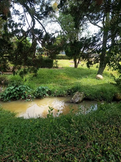 The image captures a vibrant, natural landscape scene, likely a park or garden in Palasari, Indonesia, under bright daylight. A shallow stream or canal with murky, yellowish-brown water runs across the lower-mid portion of the frame. On the left bank, large green plants with broad leaves grow densely, while a broken concrete slab lies partly submerged in the water towards the right bank.

The foreground is filled with a thick layer of lush green groundcover and small bushes, which continue along the banks of the stream. Beyond the stream, an open area of neatly maintained green grass extends into the midground. Several trees with dark, textured trunks and branches, some resembling conifers with dense foliage, are scattered throughout the scene. These trees frame the top and sides of the image, casting dappled shadows on the sunlit grass. A prominent light-colored rock rests at the base of a tree trunk on the right side of the grassy area. More trees and greenery are visible in the distant background, hinting at a continuous natural environment.

The scene conveys a sense of tranquility and untouched nature. The time of day appears to be sunny, possibly midday, with clear skies, indicated by the strong sunlight and defined shadows. There are no people visible, and no specific activity is taking place. No text is visible in the image.