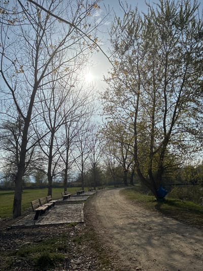 The image depicts a park scene, likely in Zlokuchene, Bulgaria. A dirt path runs along the right side of the frame, bordered by greenery. A row of wooden benches is positioned along the left side, under a line of trees. The trees are mostly bare, with some showing signs of budding leaves. The sun is visible through the branches in the top left, creating a bright glare. A blue bag or object is perched in the branches of one of the trees. The overall impression is of a quiet, natural setting.