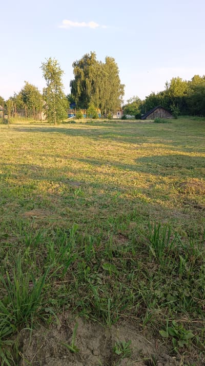 The image captures a rural landscape bathed in the warm glow of late afternoon sun. The foreground is dominated by a grassy area, with some patches of bare soil and longer blades of grass near the bottom of the frame. The middle ground reveals a mown lawn, with distinct rows of cut grass and shadows cast by unseen objects. In the background, a cluster of trees stands tall, including a large birch tree with its characteristic white bark and a more densely foliated tree. Beyond the trees, several structures are visible, including what appears to be a wooden shed with a dark, sloped roof, and hints of other buildings or fences, suggesting a residential or agricultural settlement. The sky above is a clear blue with a single wispy white cloud, indicating fair weather. The overall scene evokes a sense of tranquility and a typical rural setting in the Доктаравіцкі сельскі Савет, Belarus.