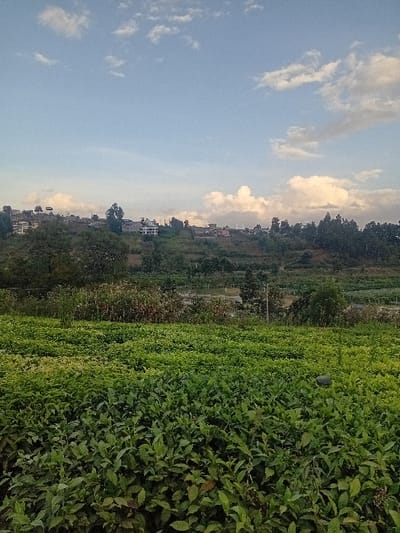 A lush green field dominates the right side of the image. Beyond it, a line of trees and houses is visible against the sky, which is blue with scattered white clouds. The scene suggests a rural or suburban landscape with a blend of cultivated land, natural vegetation, and residential areas. The overall impression is one of openness and natural beauty.