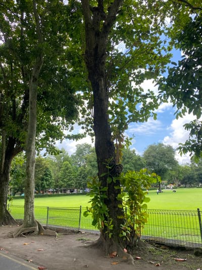 The scene is a grassy park in the city of Kecamatan Prambanan, Indonesia (latitude: -7.75, longitude: 110.492). Two large trees stand in the foreground, with their trunks visible. One tree has thick roots that have spread onto the ground. The other tree has a smaller trunk and is covered in vines. The background shows a large, grassy field, surrounded by a black metal fence and trees. There is a small group of people in the distance on the grassy field, but they are not visible in detail. The sky is blue and partially cloudy.