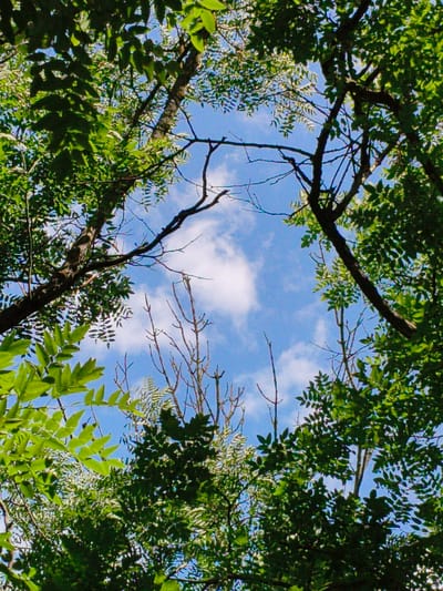 The image depicts a view looking upwards through a canopy of green leaves and branches against a bright blue sky with scattered white clouds. The foliage is dense in some areas, with sunlight filtering through, creating a dappled effect. Bare branches and lighter green leaves are also visible, suggesting a mix of tree types or stages of growth. The composition frames the sky, creating a sense of looking up from beneath the trees. There is no indication of the city of Bagerovo, Ukraine within the image.