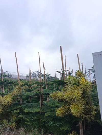 A field of young evergreen trees supported by bamboo poles stretches towards the horizon under a cloudy sky. The trees are primarily dark green, with one in the foreground exhibiting vibrant yellow and green variegated foliage. A partial white structure is visible to the right edge of the frame, adding an architectural element to the natural setting. A greenhouse structure is visible in the background.