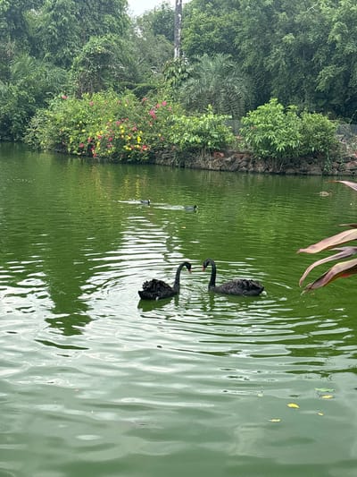 The image depicts a tranquil natural scene at a body of water, likely a pond or lake, bordered by lush greenery and vegetation. Two black swans are prominently featured, swimming gracefully in the foreground. They are dark in color with visible necks and beaks. In the middle ground, a few other birds, possibly ducks or coots, are visible on the water's surface. The water itself is a vibrant green, with ripples indicating gentle movement. The background consists of a dense array of trees and bushes, with a line of colorful flowers, pink and yellow, bordering the water's edge. The overall impression is one of a serene, natural environment. While the specific location in Xiuying District, China, cannot be determined from the visual information alone, the scene suggests a park or garden setting.