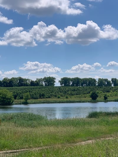 The image depicts a serene natural landscape, likely a rural area within Слабада-Кучынскі сельскі Савет, Belarus. In the foreground, tall, dry grasses with some green blades form a textured foreground, with a faint dirt path visible traversing the lower right portion of the frame. Beyond the grasses, a calm body of water, possibly a lake or river, reflects the bright blue sky. The water's surface is disturbed by subtle ripples. Along the far bank of the water, dense green vegetation, consisting of trees and bushes, creates a lush, undulating line across the mid-ground. A row of taller, mature trees forms a distinct line against the horizon, with their dark green foliage contrasting with the lighter green of the lower vegetation. The upper portion of the image is dominated by a bright blue sky populated by numerous fluffy, white cumulus clouds, some of which cast soft shadows. The overall impression is one of a peaceful, sunlit day in a natural setting. There are no people or animals prominently featured in the scene.