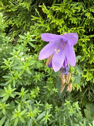 This is a close-up, vertical, outdoor photograph of a purple bell-shaped flower. The flower is in the foreground, slightly off-center to the right. It has delicate, thin petals with a slightly translucent quality and prominent stamens. To the left of the bellflower, there are clusters of small, white flowers with yellow centers, and surrounding these are numerous small, green leaves arranged in whorls. The background is a dense backdrop of evergreen foliage, likely a conifer or similar shrub, with a textured, almost feathery appearance. The lighting suggests it is daytime, with natural light illuminating the scene. The overall impression is one of a natural, garden setting.