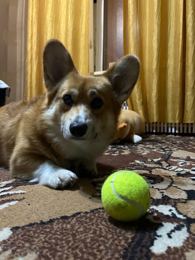 This is a vertical, medium-angle shot of a Pembroke Welsh Corgi lying on a patterned rug. The dog is light brown and white, with large ears and dark eyes. It is looking directly at the camera with a slightly curious expression. To the dog's right, on the rug, is a bright yellow tennis ball. In the background, a yellow curtain is visible, and behind it, a sliver of what appears to be a window. A portion of a wooden blind or grate is also visible behind the dog. The overall lighting suggests it might be daytime, indoors. The dog appears relaxed and comfortable, lying on its side with one paw extended. The setting is likely a home environment. There is no visible text in the image.