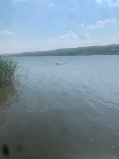 The image depicts a wide, calm body of water with a hazy, overcast sky. The scene is oriented vertically, with the water occupying most of the frame and the sky filling the upper left portion. On the left side of the frame, a treed hillside stretches into the distance, suggesting a natural landscape, possibly a river or lake. A small, light-colored object, possibly a boat or a buoy, is visible floating on the water in the middle distance. The water's surface shows subtle ripples, indicating minimal wind. In the foreground, on the bottom edge of the frame, a cluster of tall green reeds grows along the waterline. The overall mood of the image is serene and quiet. The lighting suggests it could be daytime, possibly late morning or afternoon, given the diffused light. There is no visible text in the image. The location context is Kosy, Ukraine.