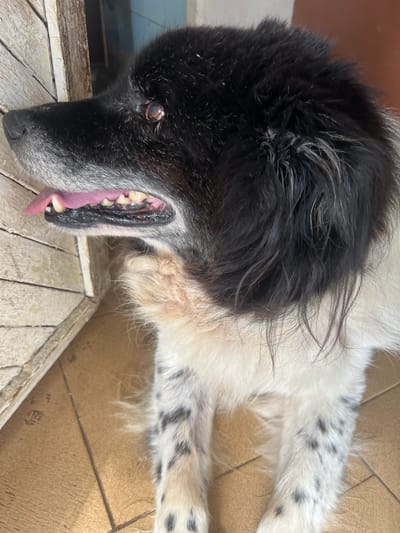 A medium-full shot captures a black and white dog in profile, looking to the left. The dog has a long snout with white fur around its mouth and a black nose. Its mouth is slightly open, revealing a pink tongue and visible teeth. The dog's fur is dense, with black covering its head and back, transitioning to white on its chest and legs, which are marked with black spots. The background shows a textured wooden surface to the left, suggesting a door or wall, and a tiled floor beneath the dog. The lighting appears natural, casting soft shadows. The location is described as Ohrid, Bulgaria.