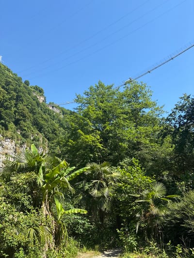 The image captures a view of a lush green gorge with a suspension bridge spanning across it under a clear blue sky. The bridge, a long metal structure with railings, is suspended high above the trees. On the left side of the gorge, a steep, rocky cliff face is covered in dense green vegetation. Several power lines stretch across the sky, supported by pylons, one of which is visible on the left cliff. The foreground is filled with a variety of tropical plants, including large-leafed banana plants and palm trees, suggesting a warm climate. The ground in the foreground appears to be a dirt path. The scene depicts a natural landscape enhanced by human engineering in the form of the bridge and power lines. The location is specified as the city of Galitsyno, Russia.