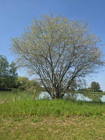 The image shows a landscape in Epping Forest, United Kingdom. A large, deciduous tree with bare branches and sparse leaves occupies the left side of the frame. The right side of the image features a body of water, possibly a lake or pond, bordered by dense green vegetation transitioning into a grassy area with patches of bare earth. In the background, more trees are visible on the opposite bank of the water. The sky is clear and blue. A fishing rod is planted in the ground near the body of water.