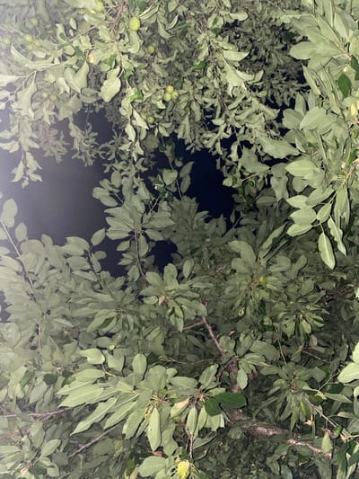 An upward-facing, close-up shot shows the dense canopy of a fruit tree against a dark night sky. The leaves are predominantly green and appear somewhat sparse, with the dark sky visible through the gaps. Several small, green fruits are scattered among the leaves, suggesting it is likely an apple or cherry tree. The branches are dark and bare in places. The lighting appears to be artificial, casting a slight glow on the upper surfaces of the leaves, and the overall scene is dimly illuminated. The image was taken in Zastavna, Ukraine.
