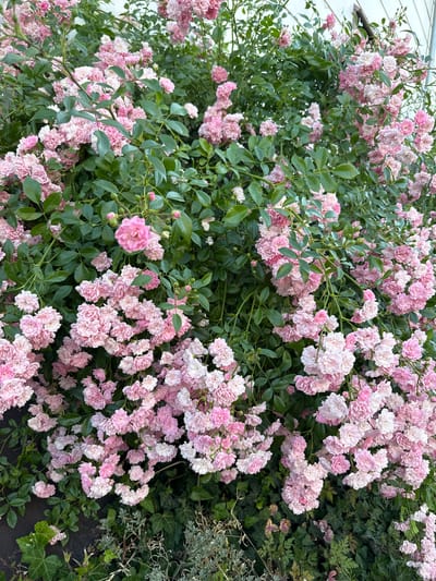 A dense, climbing shrub covered in small, pale pink roses is the primary subject of this image. The roses are in full bloom, with many clusters of delicate, multi-petaled flowers. Some of the roses are a lighter, almost white shade of pink, while others are a more vibrant pastel pink. The flowers are interspersed with lush green leaves, creating a rich, textured canopy.

The scene appears to be outdoors, with hints of a building visible in the upper left corner, suggesting it might be a garden or near a home. The lighting suggests it is daytime, likely a sunny day given the brightness and clarity of the colors, though no harsh shadows are apparent. The overall impression is one of natural beauty and abundance, evoking a sense of spring or early summer. The image is a close-up, focusing entirely on the roses and foliage, with the background slightly blurred. No people or specific objects beyond the plant itself are visible. The context of Bevern, Germany, places this natural display within a European setting. There is no visible text within the image.