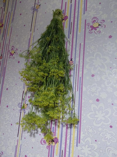 A bunch of dried dill is hanging from a wall. The dill is green and has small yellow flowers. The wall is covered in light purple wallpaper with a floral pattern. There are also vertical stripes of pink, yellow, and purple on the wall. Several ladybug-shaped decorations are also visible on the wallpaper. The image appears to be taken indoors, possibly in a kitchen or pantry, and is unlikely to be a specific landmark in Ертіс ауылдық округі, Kazakhstan.