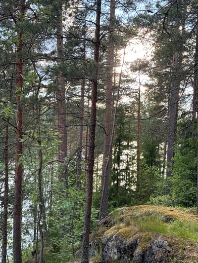 This is a vertical, eye-level, full shot of a forest at a location in Ruch'i, Russia, likely near a body of water, given the shimmering light effect in the distance. The foreground is dominated by the rough bark of pine trees, with their branches and needles creating a dense canopy. Sunlight filters through the upper branches, creating a bright, hazy area in the center of the image. In the lower right corner, a large, moss-covered rock forms the immediate foreground, with patches of grass and smaller plants growing on and around it. The mid-ground and background consist of more pine trees and dense green foliage, with a brighter, possibly water-related area visible in the distance through the trees, suggesting the forest is on the edge of a lake or river. There are no people or animals visible in the image.