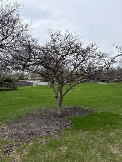 The image depicts a grassy area with trees, likely a park or residential green space, in Darien, Illinois. The trees are bare, suggesting a late fall or early spring season. The grass varies in color and density, indicating different stages of growth or maintenance. A building or fence is visible in the background, providing context to the scene. The sky is overcast, creating a soft, diffused lighting. The ground around the tree trunks is covered in dirt and debris.