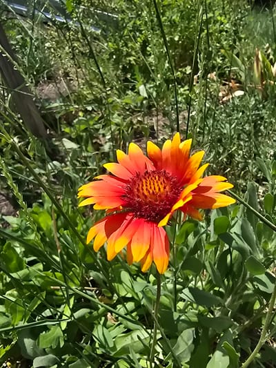 The image features a single, vibrant flower with red and yellow petals, set against a blurred background of green foliage. The flower's center is a deep reddish-brown with visible textures. Its petals are broad and pointed, with a gradient of color from deep red at the base to bright yellow at the tips. The flower is positioned slightly off-center to the right, with its stem angled upwards.
The surrounding greenery consists of various leaves and blades of grass, some of which are in sharp focus and extend across the frame, partially obscuring the flower. The overall lighting suggests a sunny day, casting distinct shadows and highlighting the flower's colors. The background is soft and out of focus, creating a depth-of-field effect that draws attention to the flower. There is no visible text in the image. The scene appears to be an outdoor natural setting, possibly a garden or a meadow.
