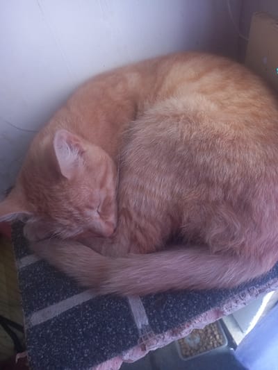 An orange tabby cat is sleeping curled up on a mat. The cat's head is tucked into its body, and its eyes are closed. The mat is dark with lighter stripes and is placed on a surface that is partially visible. A tray of dry cat food is visible in the lower right corner of the image. The background is a plain, light-colored wall. This scene is located in Maloye Lugovoye, Russia.