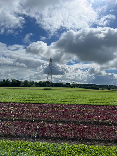 This image captures a rural landscape under a dynamic sky with dramatic clouds. In the foreground, neat rows of vibrant green and deep red crops stretch across a field. The red crops are closer to the viewer, appearing as young plants with dark, reddish-purple leaves. Behind them, broader rows of bright green foliage indicate another crop. In the middle ground, a tall, latticed metal pylon stands prominently, with power lines extending horizontally across the scene. Beyond the field, a line of trees forms a dark green border, suggesting a treeline or wooded area. The background reveals rolling hills and a bright sky filled with a mix of dark, heavy clouds and patches of blue, with sunlight peeking through. The overall impression is one of agricultural productivity within a vast, open natural environment. The location is specified as Cross Keys, Ireland.
