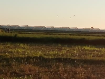 The image depicts a rural landscape with a row of greenhouses stretching across the middle ground. The greenhouses are covered with a white, translucent material and have a distinctive arched roof design. In the far distance, against a pale sky, several small dark shapes, possibly birds, are visible. In the foreground, a grassy field is shown, with dry grass and some green shoots. The lighting suggests it is either early morning or late afternoon. The scene is likely in the city of Romitan, Uzbekistan, given the typical agricultural practices and greenhouse structures found in the region.