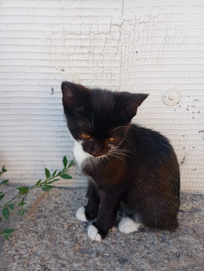 A black and white kitten sits on a rough, grey surface in front of a white, textured wall. The kitten's fur is black with a white chest and white paws. Its eyes are yellow and it is looking down. A small green plant is growing to the left of the kitten. The wall behind the kitten appears to be made of concrete blocks or a similar material and has a cracked, peeling paint finish. A small, round white object, possibly a fixture or a button, is visible on the wall to the right of the kitten. The scene appears to be outdoors. No specific location in Skotuvate, Ukraine is identifiable from the image.