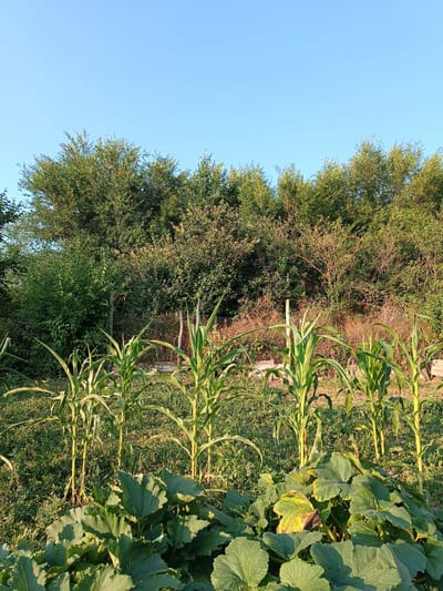 The image depicts an outdoor scene in a garden in Leușeni, Moldova, under a clear blue sky. In the foreground, large, green, leafy plants, likely squash or pumpkin, are prominent, with some leaves showing slight yellowing. Behind them, several young corn stalks with long, green leaves are visible, growing in a row. The middle ground is filled with dense, green vegetation, including bushes and trees. A fence post is partially visible amidst the foliage. The background is dominated by a dense line of mature trees with a variety of green foliage, suggesting a wooded area or a thick hedge. The lighting suggests it is daytime, likely morning or late afternoon, given the soft sunlight illuminating the plants. There are no people or animals present in the image.